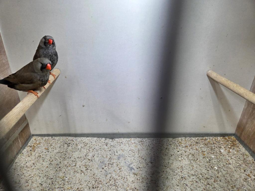 Koppel charcoal zebravinken, Meerdere dieren, Tropenvogel, Geringd