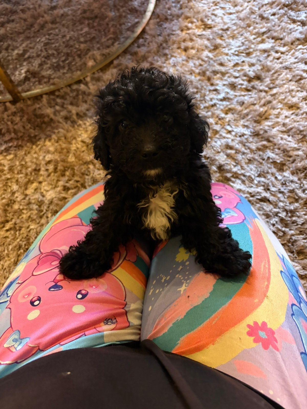 Mini Labradoodle, Overige rassen, CDV (hondenziekte), 8 tot 15 weken, Meerdere