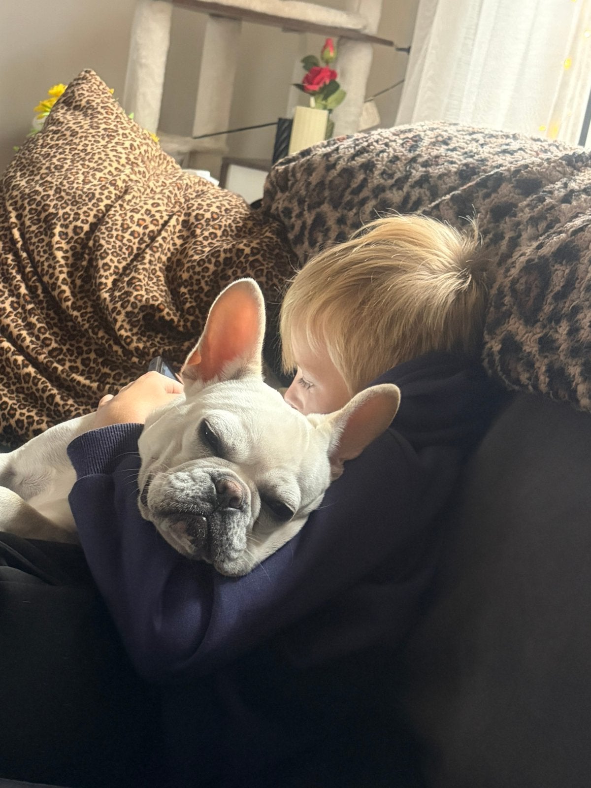 Franse bulldog, 15 weken tot 1 jaar, Reu, CDV (hondenziekte), Bulldog