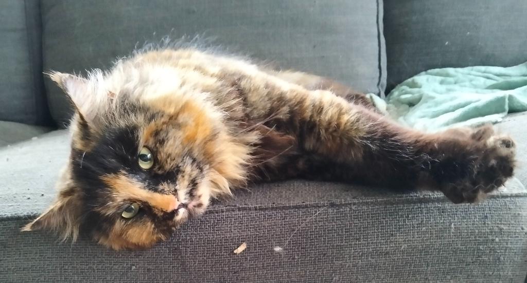 Maine coon poes, Dieren en Toebehoren, Katten en Kittens | Raskatten | Langhaar, Poes, Gechipt, 3 tot 5 jaar