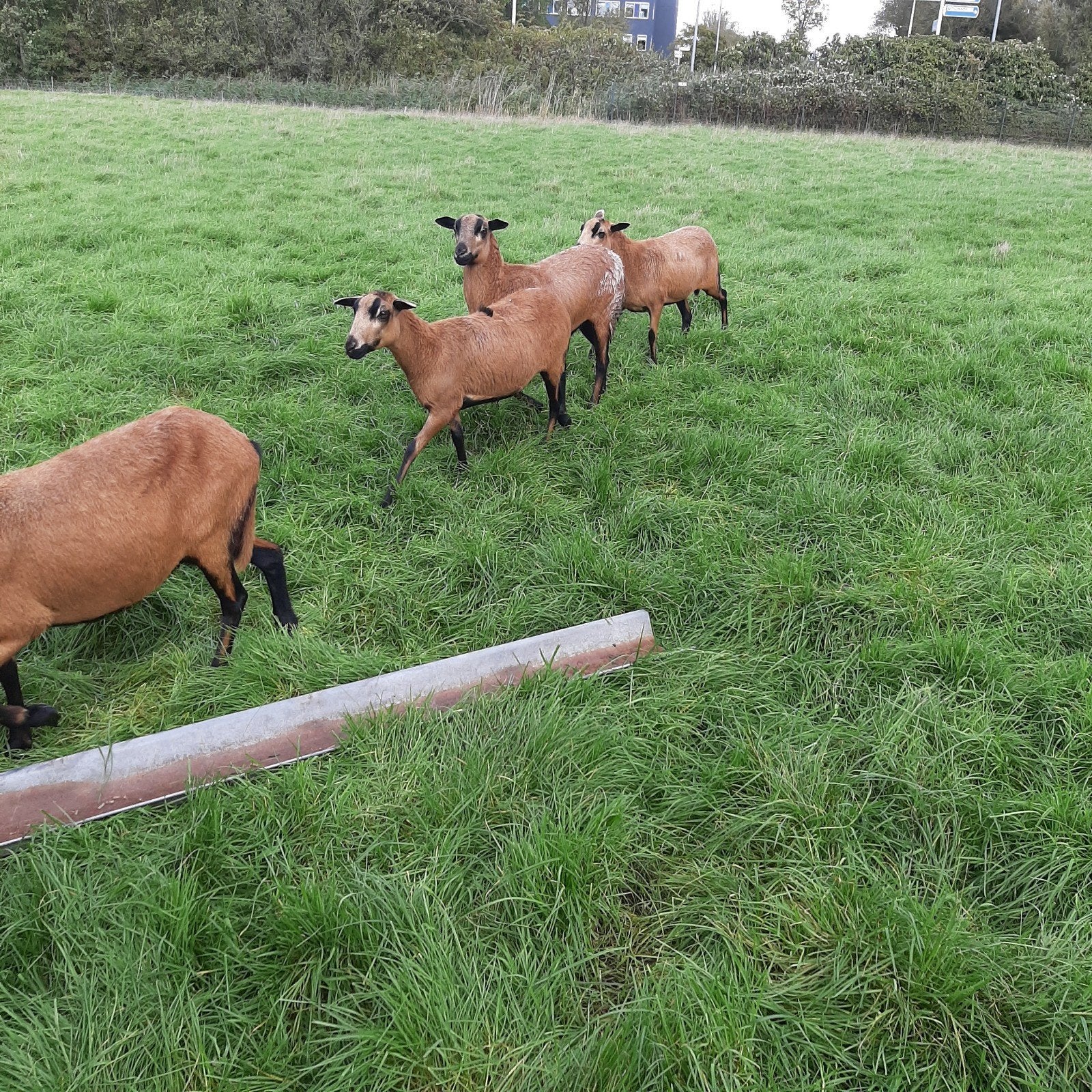barbedos blackbelly ooien., Dieren en Toebehoren, Vrouwelijk, Schaap, 0 tot 2 jaar