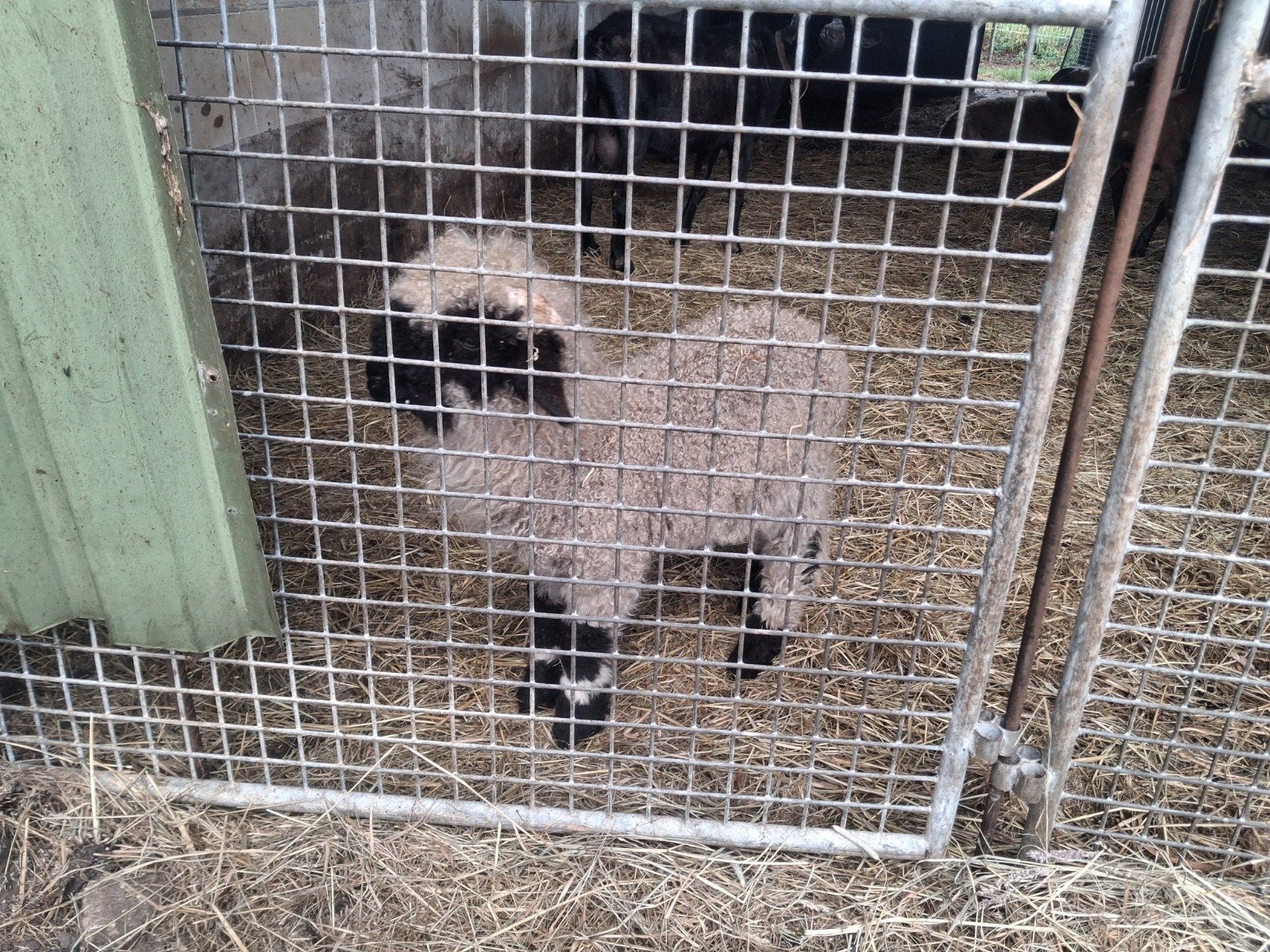 2 walliser schwarznase ramlammeren, Mannelijk, Schaap, 0 tot 2 jaar