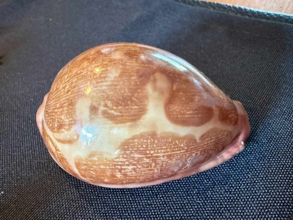 Schelpen Cypraea Mappa Panerythra 72 mm, Ophalen of Verzenden, Schelp(en)