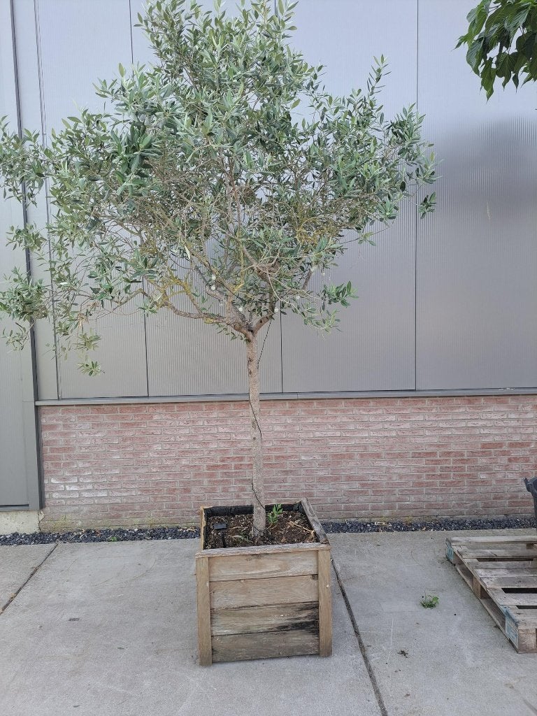 olijf boom met Douglas pot, Volle zon, Ophalen of Verzenden, 100 tot 250 cm, Olijfboom