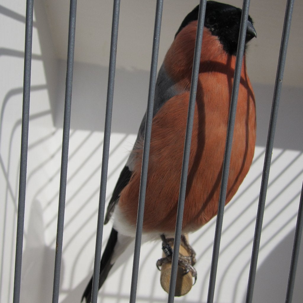 Kweekkoppel goudvinken wildkleur, Dieren en Toebehoren, Vogels | Overige Vogels, Meerdere dieren, Wildzangvogel, Geringd