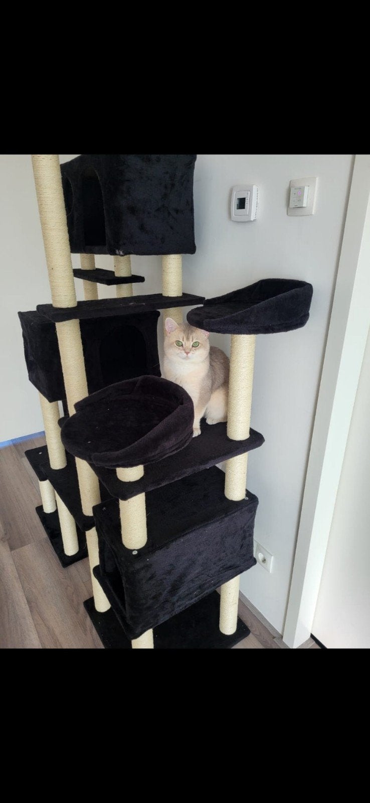“Britse Korthaar Dekkater Blue Golden Shaded NY11 – Stitch, Dieren en Toebehoren, Katten en Kittens | Raskatten | Korthaar, Kater