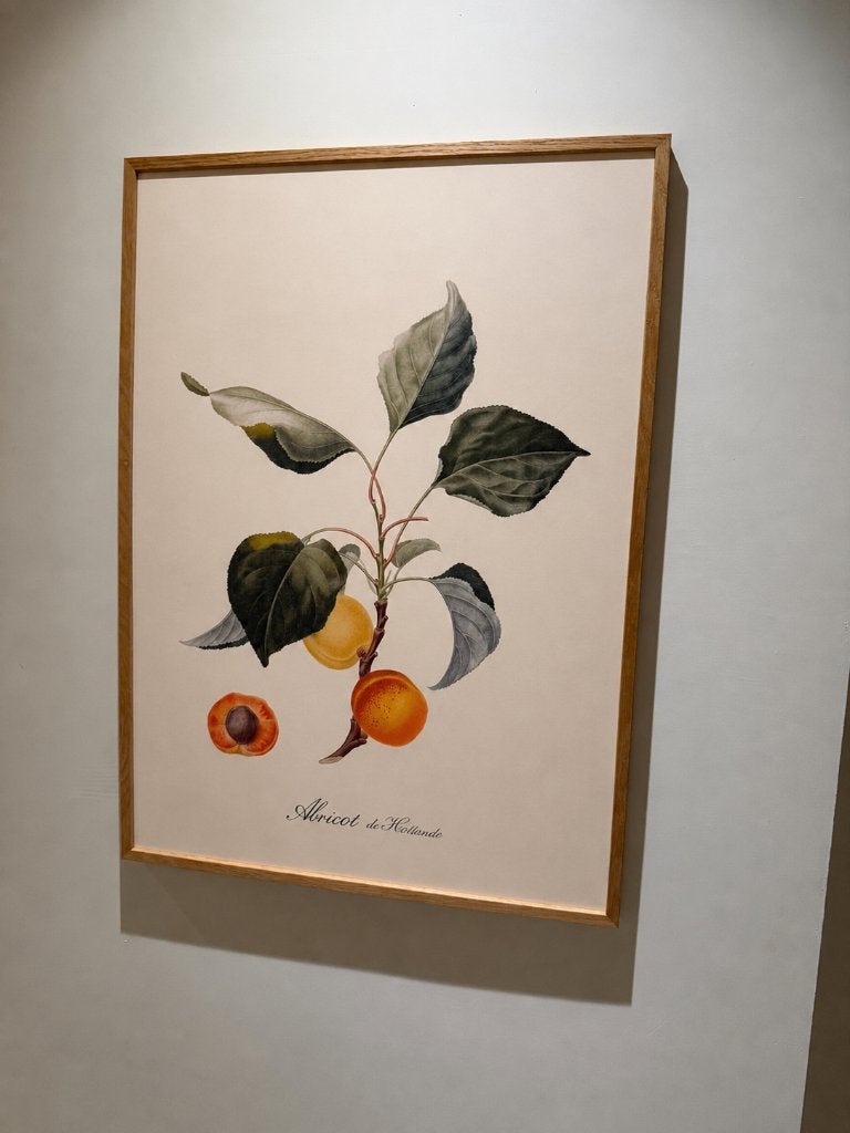 Botanische kunstprint - abricot de hollande - The Dybdahl Co, Antiek en Kunst, Kunst | Schilderijen | Klassiek, Ophalen