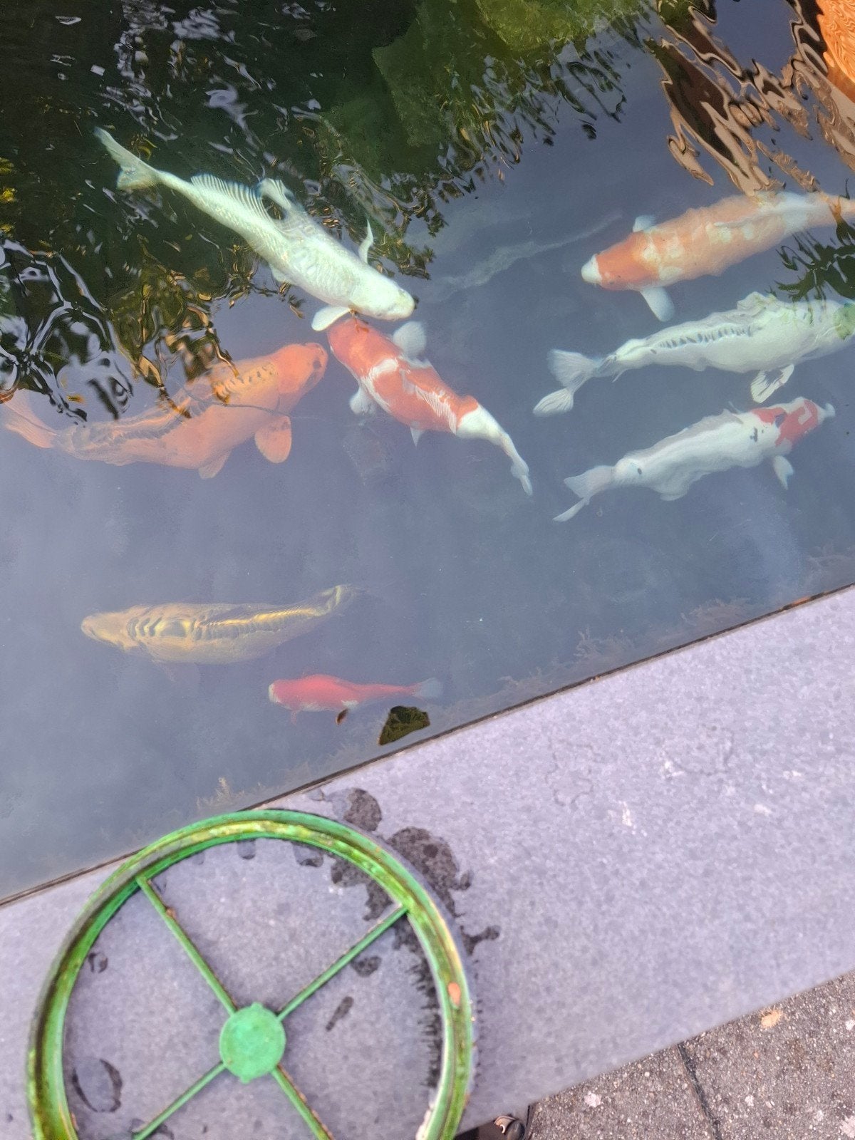 Koikarpers, Dieren en Toebehoren