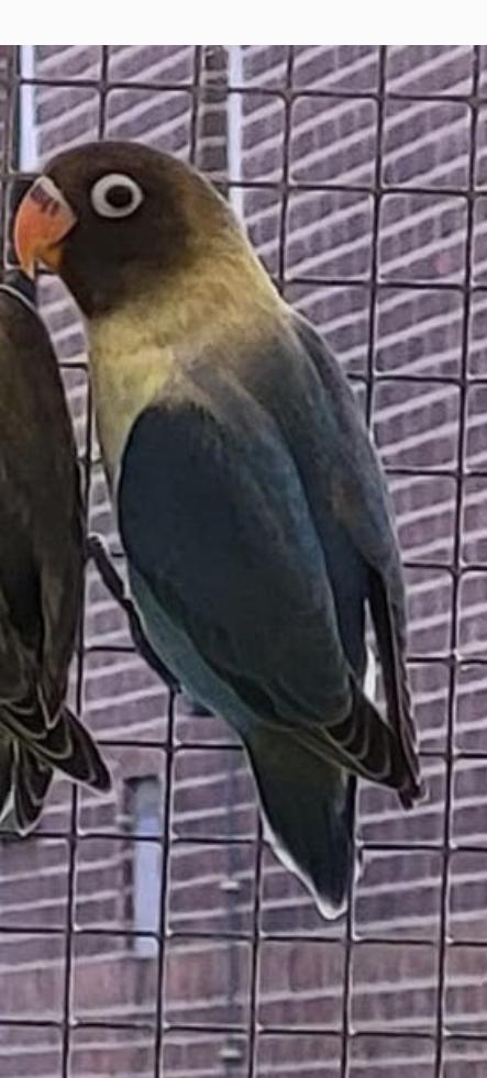 Gezoecht een agapornis poppetje gratis, Geslacht onbekend