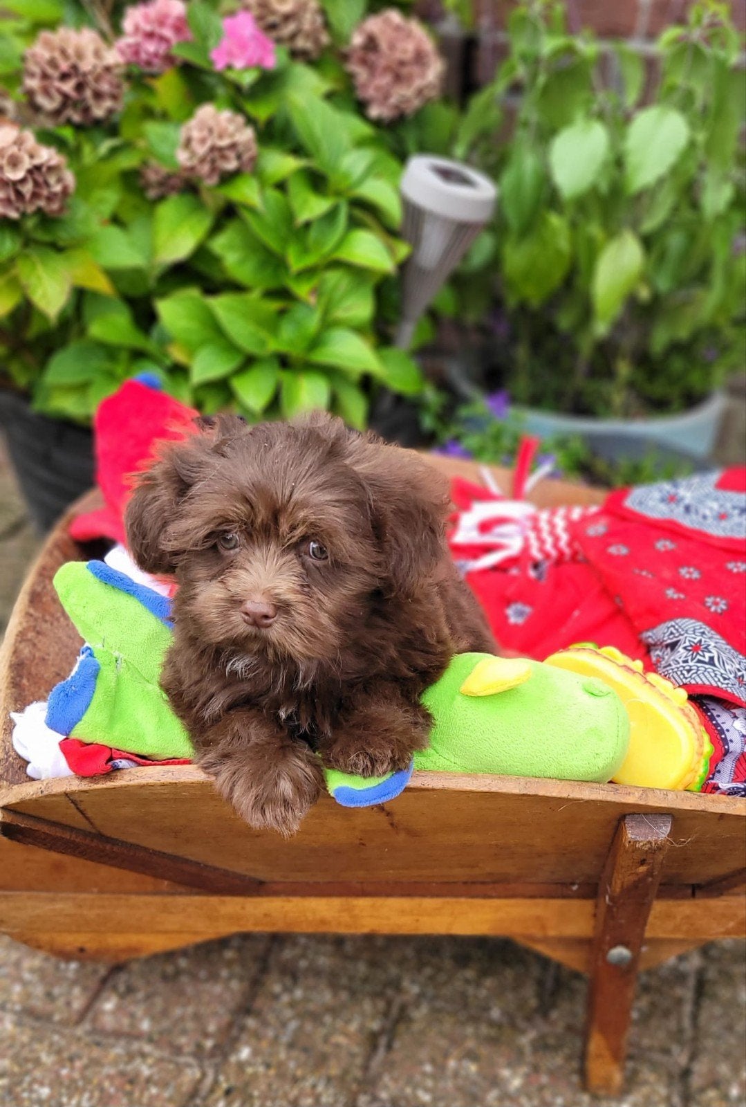 Leuke boomer pups te koop!, CDV (hondenziekte), 8 tot 15 weken, Meerdere, Meerdere dieren