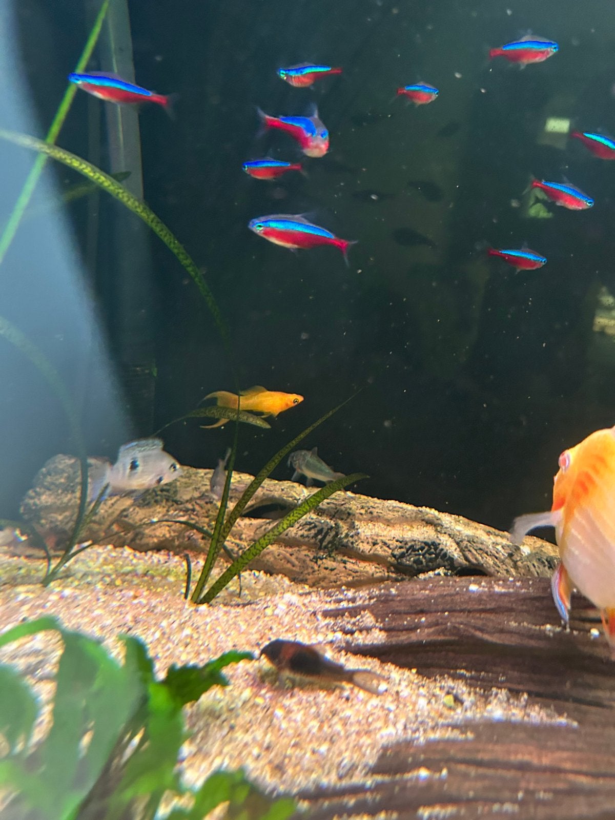 Molly en guppy, Dieren en Toebehoren, Vis