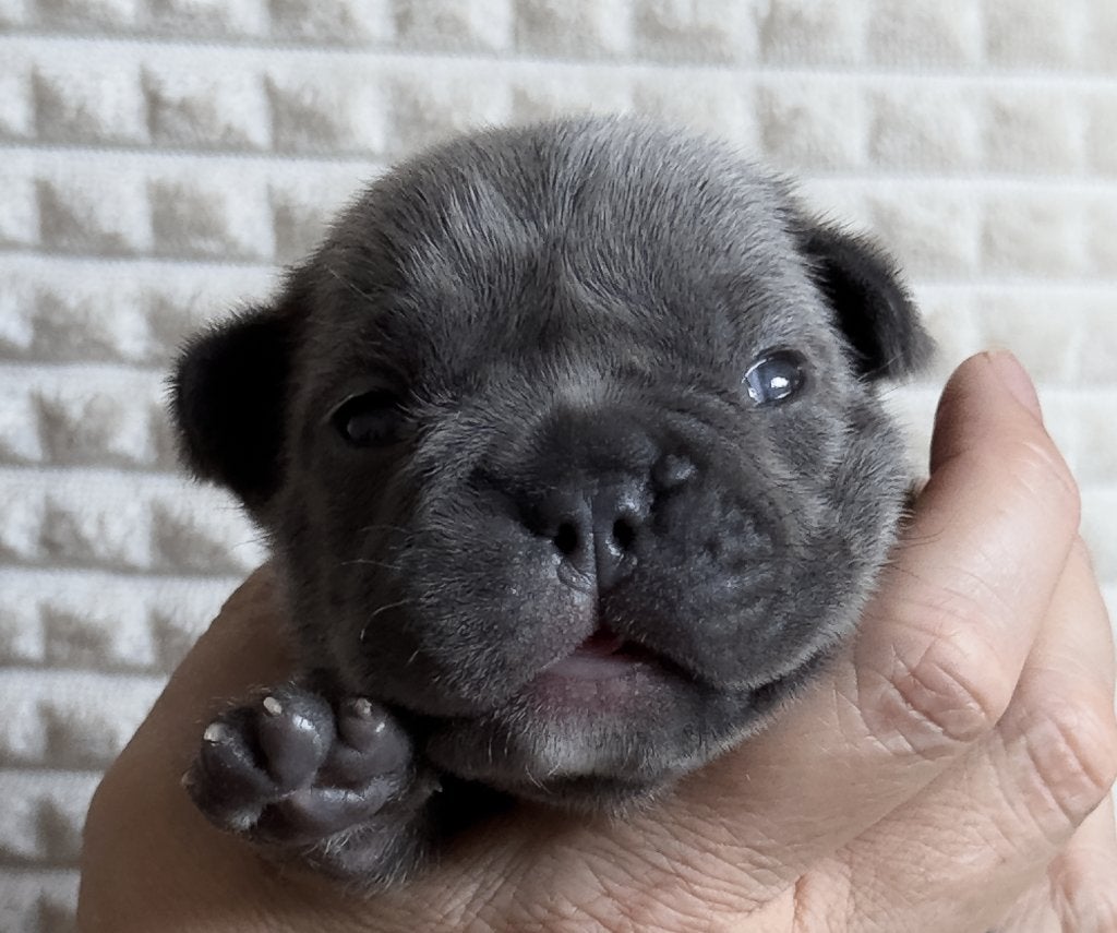 franse bulldog pups, 8 tot 15 weken, Teef, Bulldog, Meerdere