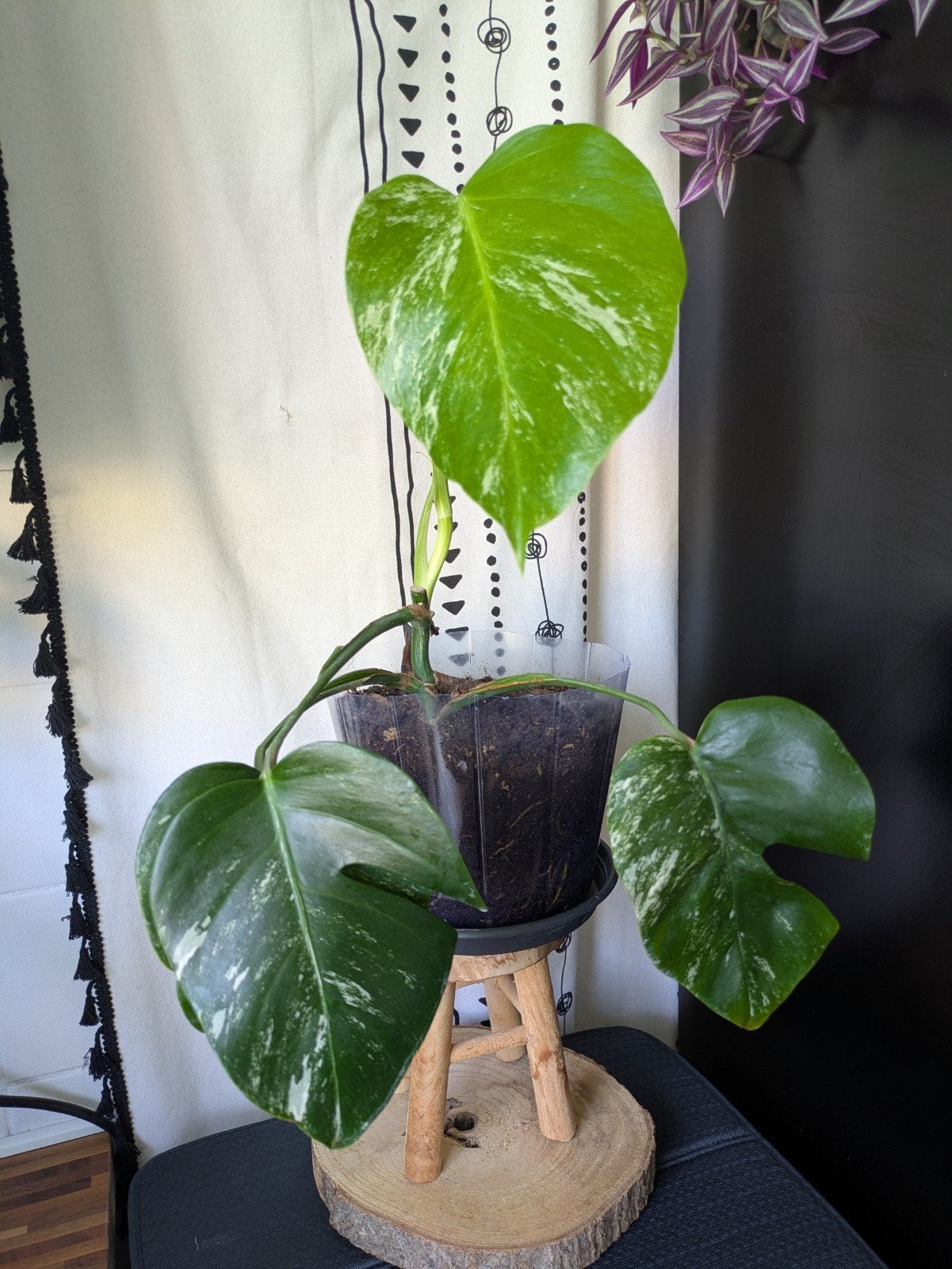Monstera Albo variegata, Ophalen, Halfschaduw, Minder dan 100 cm