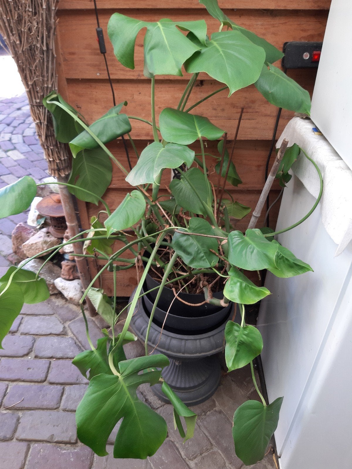 kamerplant, Ophalen, Halfschaduw, Minder dan 100 cm