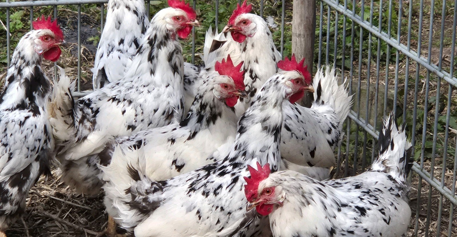 Mooie bonte leghorn hennen te koop!, Vrouwelijk, Kip