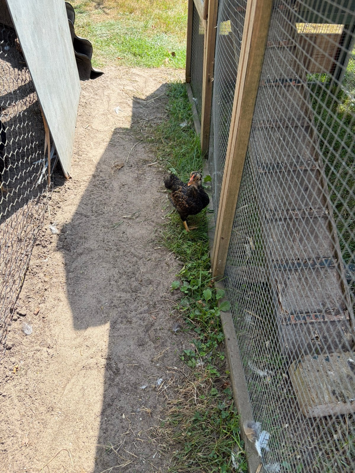3 hele mooie barnevelder kriel haantjes gratis, Dieren en Toebehoren, Pluimvee, Mannelijk, Kip