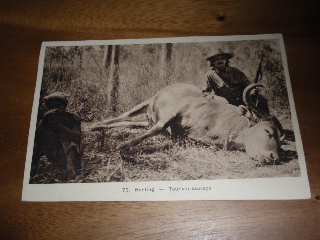 Blanke Jager Jacht Soort Rund Buit Geschoten Dier, Verzenden, 1920 tot 1940, Ongelopen, Overige thema's