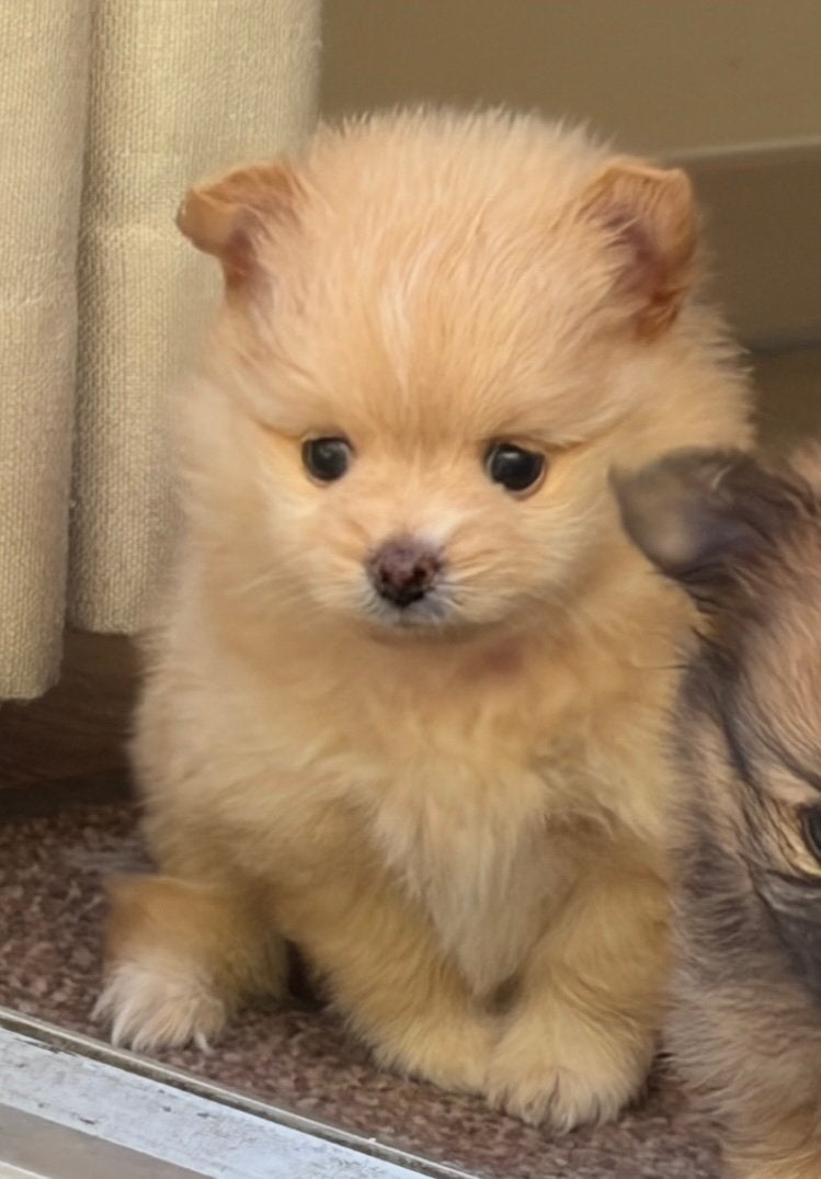 POMCHI 🐶 🦊 Pomeriaan x chihuahua  pup 🦊🐶 mini formaatje, Parvo, 8 tot 15 weken, Eén hond, Nederland