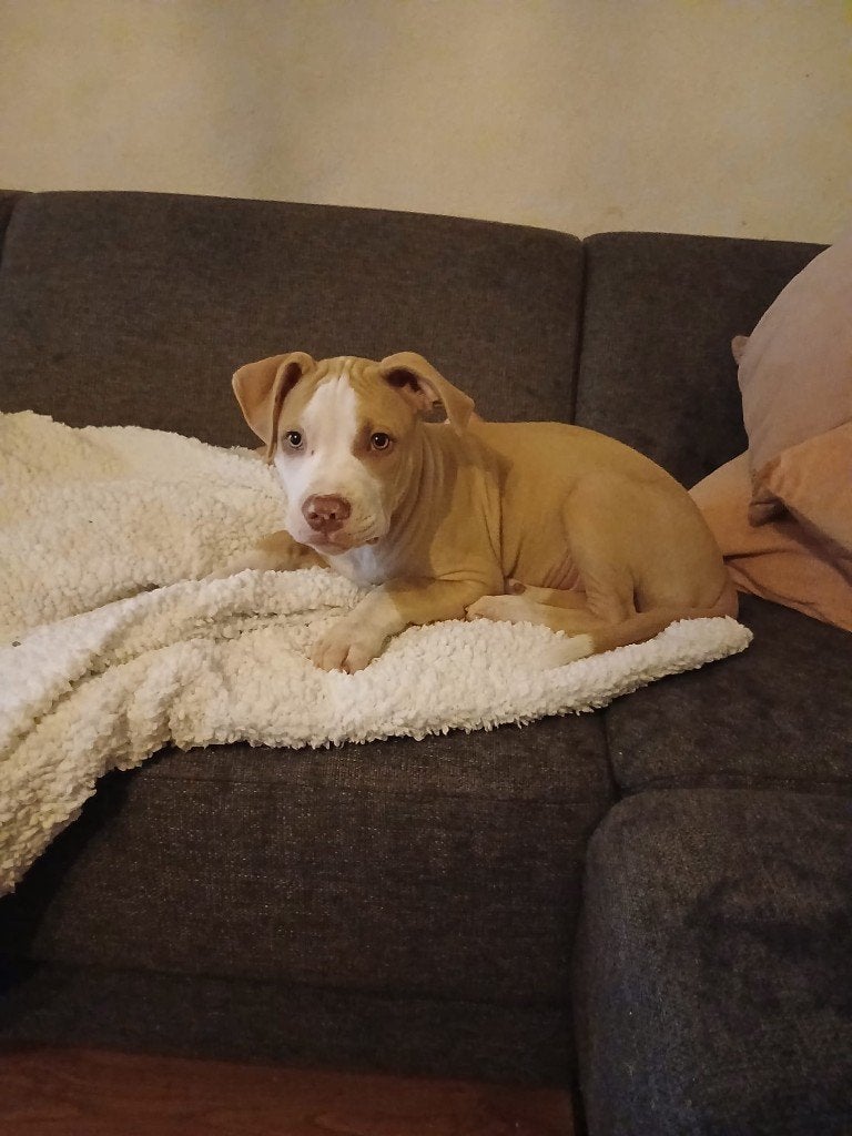 Stafford reu, Dieren en Toebehoren, Honden | Niet-rashonden, Parvo, 15 weken tot 1 jaar, Reu, Eén hond