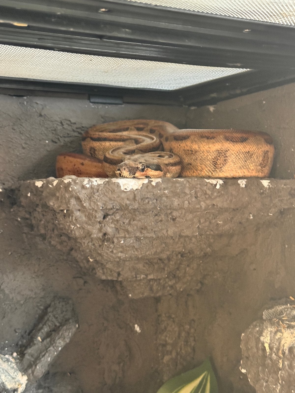 Boa constructor met terrarium, Dieren en Toebehoren