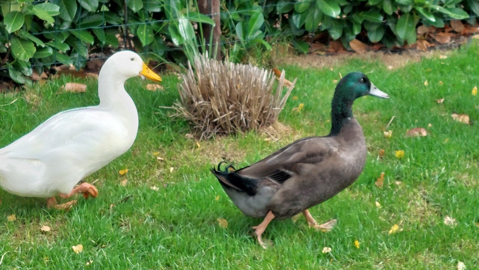 eenden (woerden) gratis, Meerdere dieren, Eend