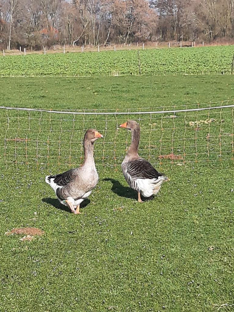 Toulouse ganzen Dewlap, Dieren en Toebehoren, Pluimvee, Mannelijk, Gans of Zwaan