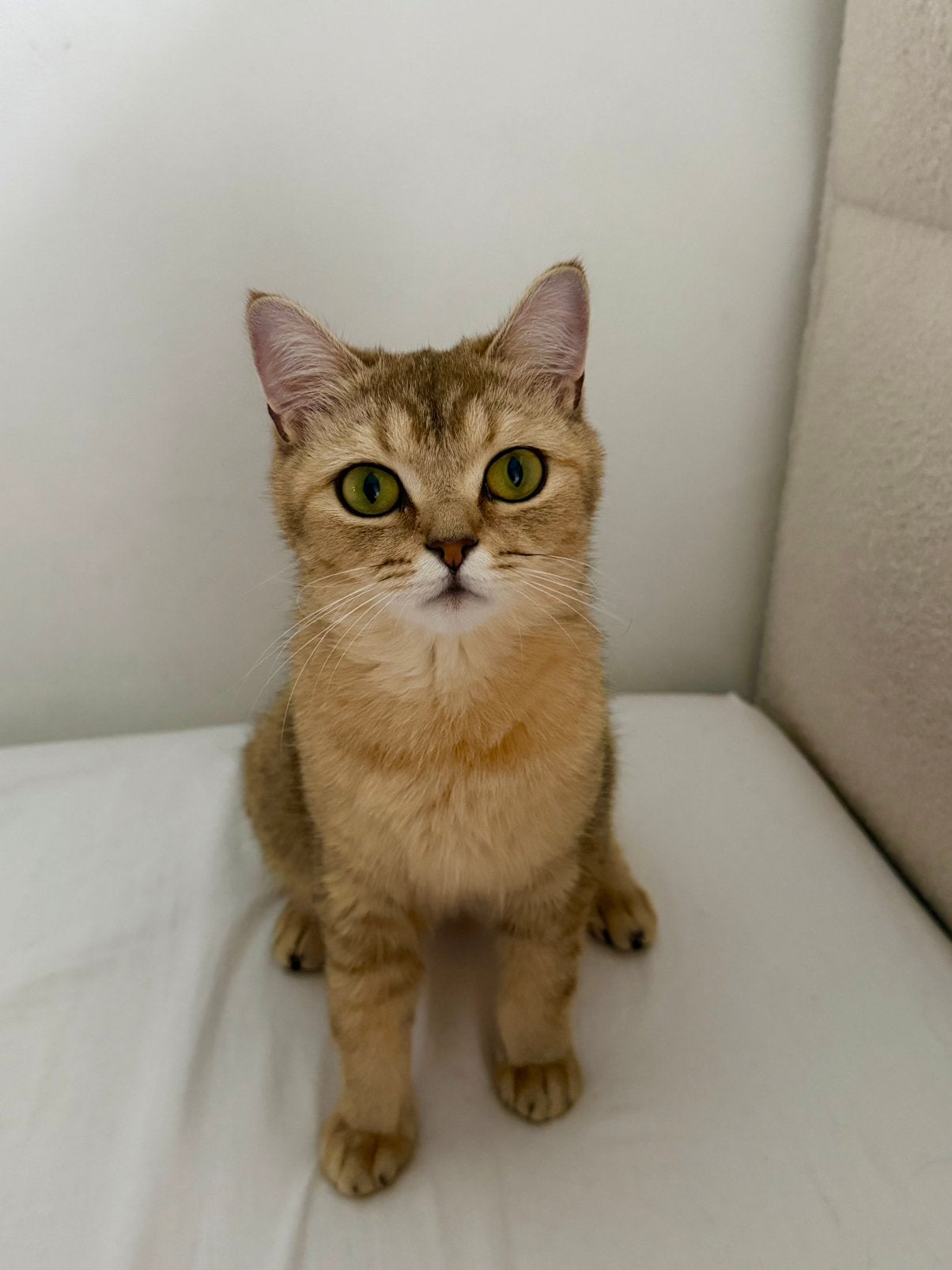 britse korthaar, Poes, Gechipt, 0 tot 2 jaar