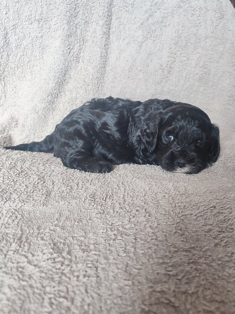 Prachtige Cavapoo pups, Dieren en Toebehoren, Parvo, België, Particulier, Overige rassen