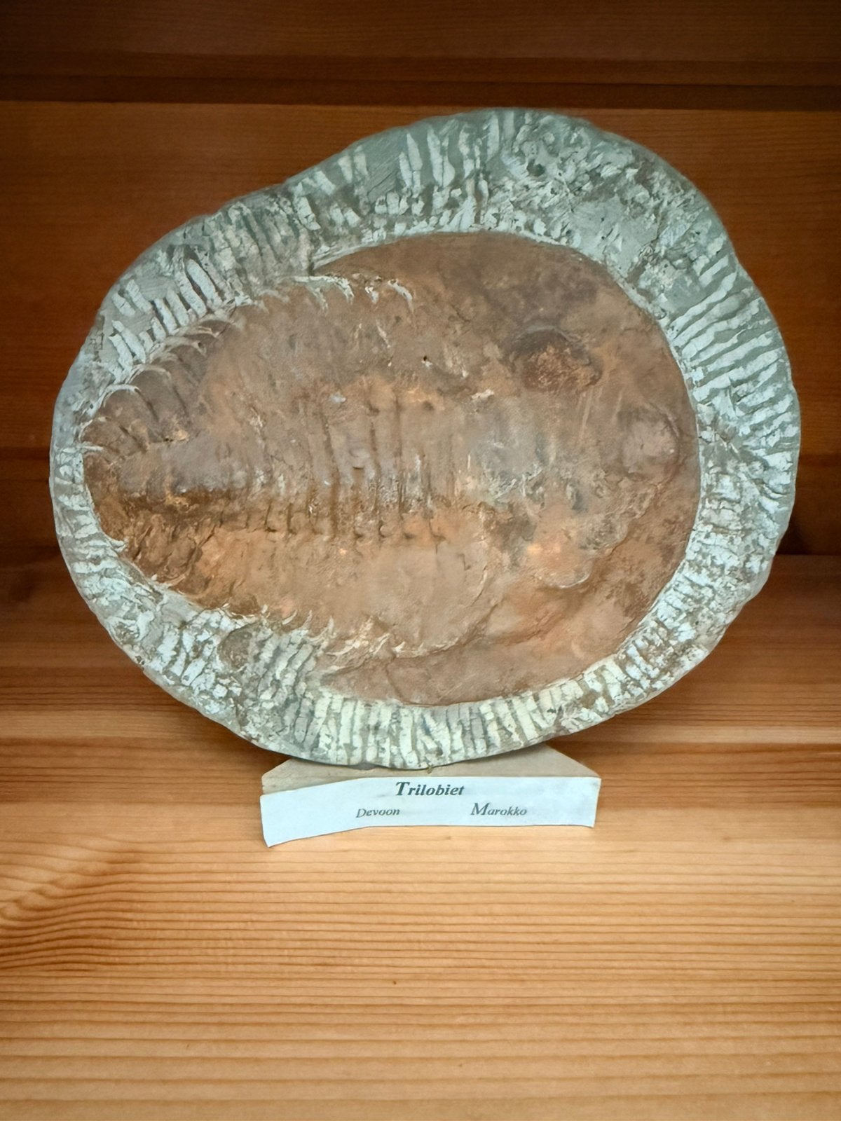 Trilobiet, Verzamelen, Mineralen en Fossielen, Ophalen of Verzenden, Fossiel