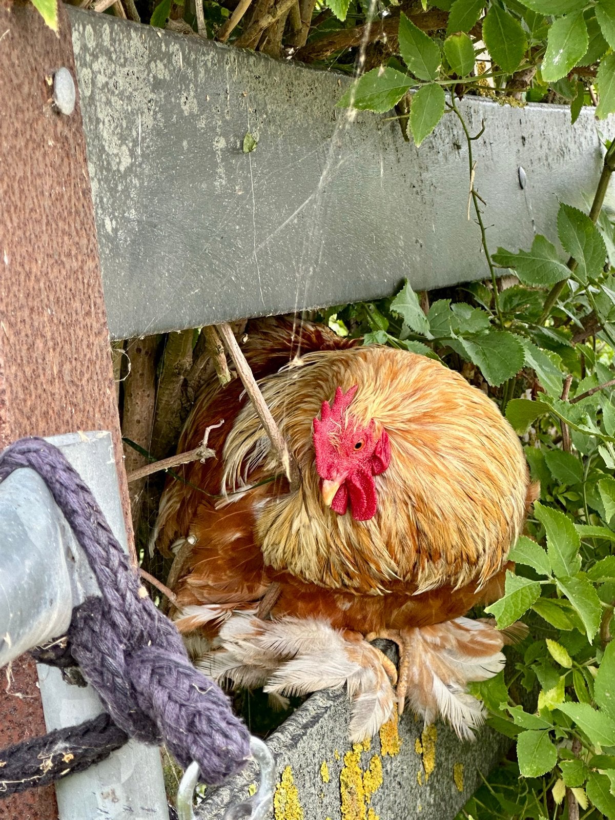 Met spoed een thuis gezocht voor een lieve wyandotte haan ., Mannelijk, Kip
