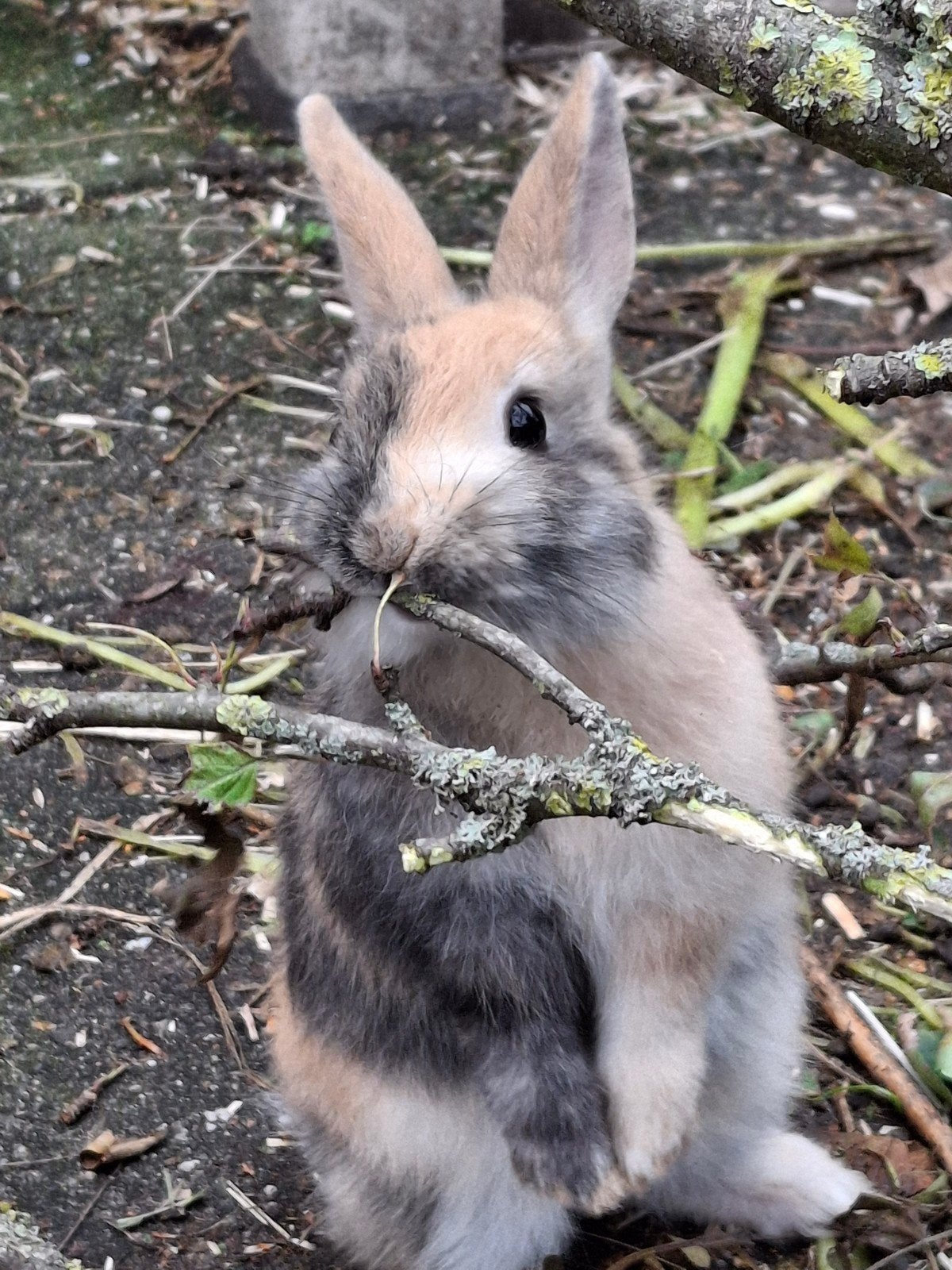 Mooi baby dweg konijn ram, Dieren en Toebehoren, Mannelijk, Dwerg, 0 tot 2 jaar