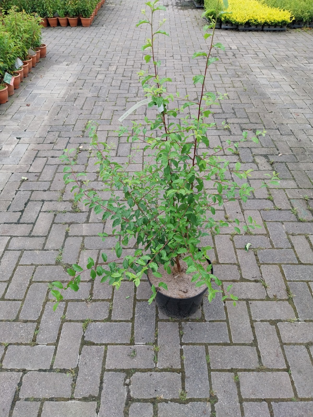 Sleedoorn (Prunus spinosa) - Winterharde struik, Volle zon, Vaste plant, Lente, Ophalen