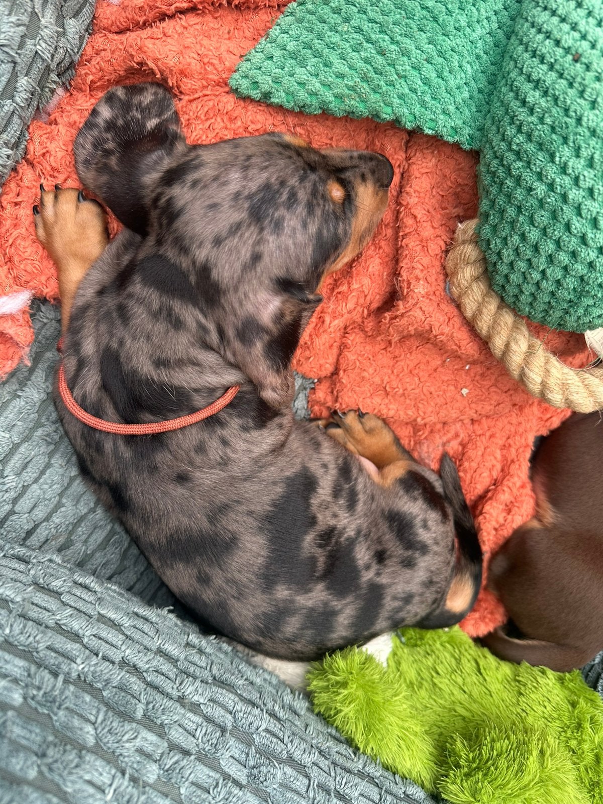 2 teckel pups reutjes mogen het nest verlaten, Standaard, Reu, 8 tot 15 weken, Korthaar