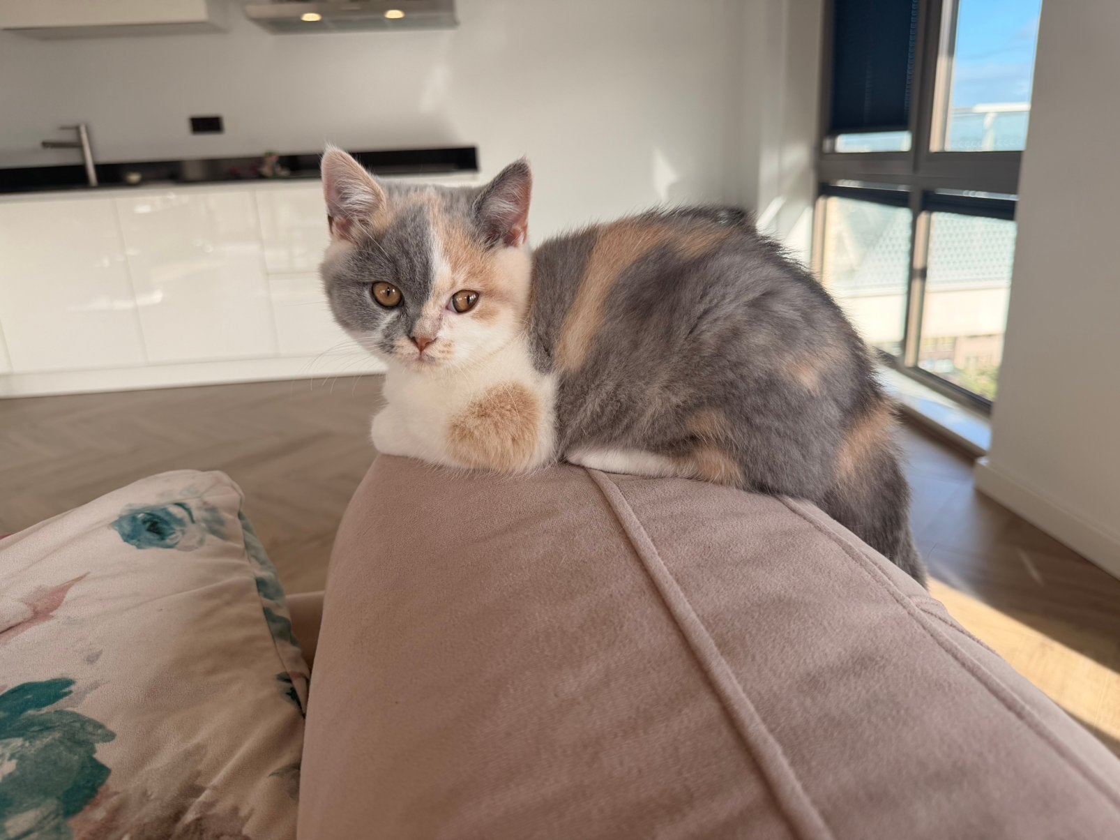 Brits korthaar (Poes), Poes, Kortharig, 0 tot 2 jaar