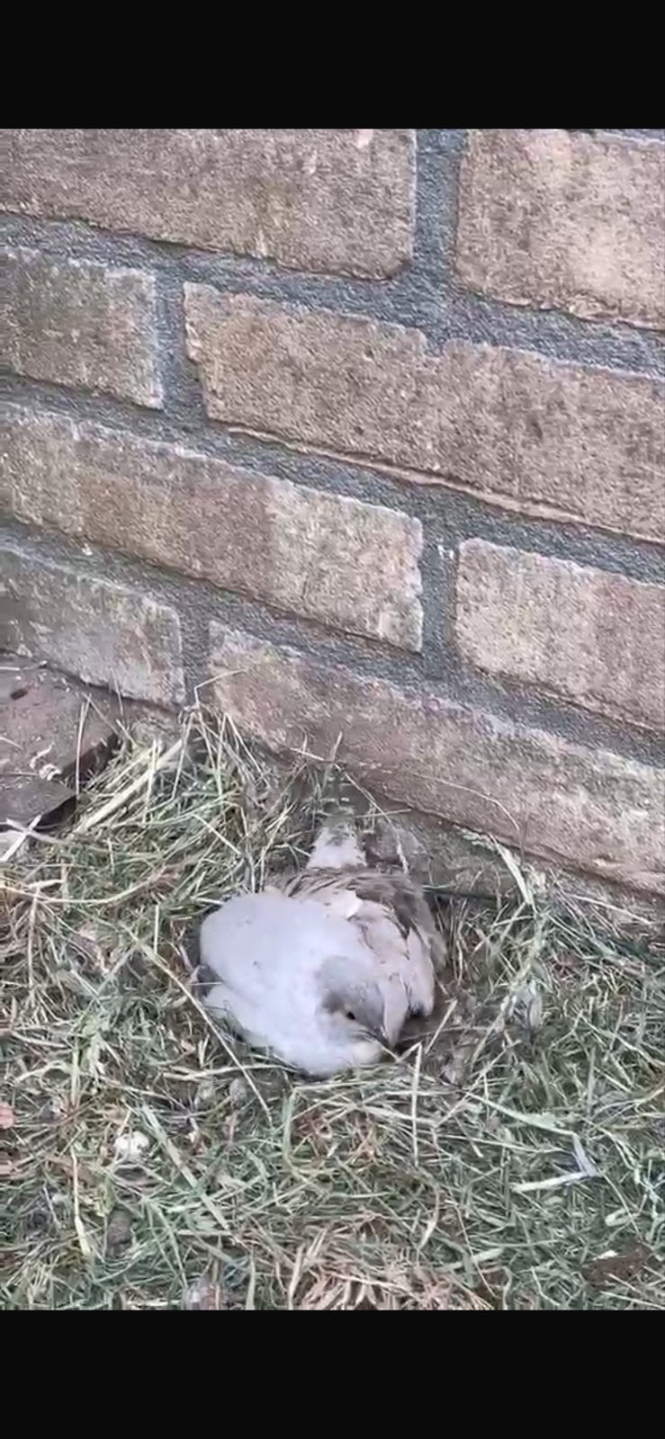 GEZOCHT Chinese dwerg kwartels. VEEL RUIMTE, Meerdere dieren