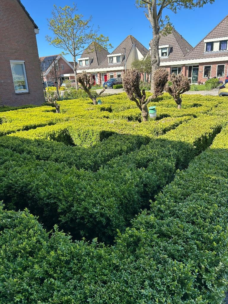 Mooie Buxus aangeboden,, Vaste plant, Halfschaduw, Lente, Ophalen