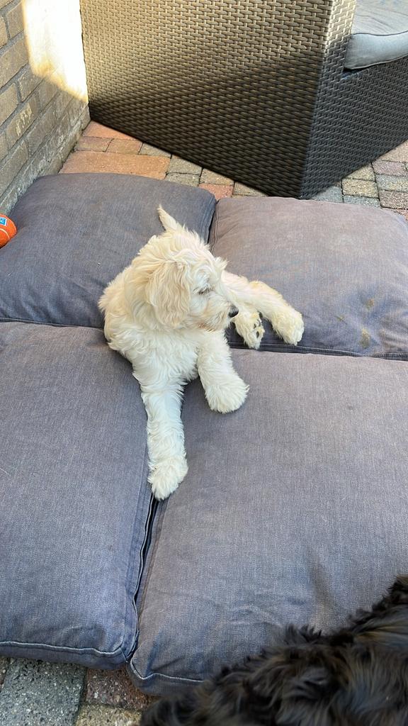 2 lieve labradoodle pups. (1 gereserveerd), Dieren en Toebehoren, Honden | Niet-rashonden, Parvo, Reu, 8 tot 15 weken, Meerdere