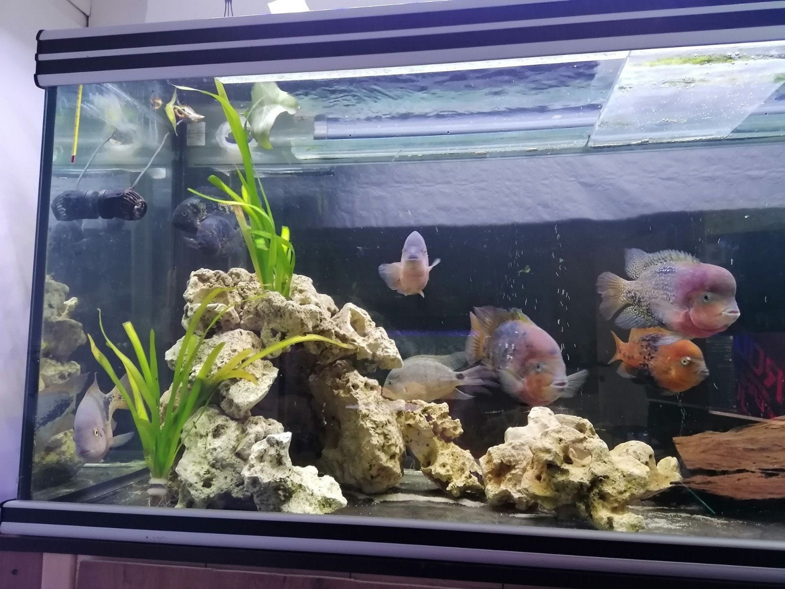 Aqualantis 2m aquarium., Dieren en Toebehoren, Ophalen, Gebruikt, Aquatlantis