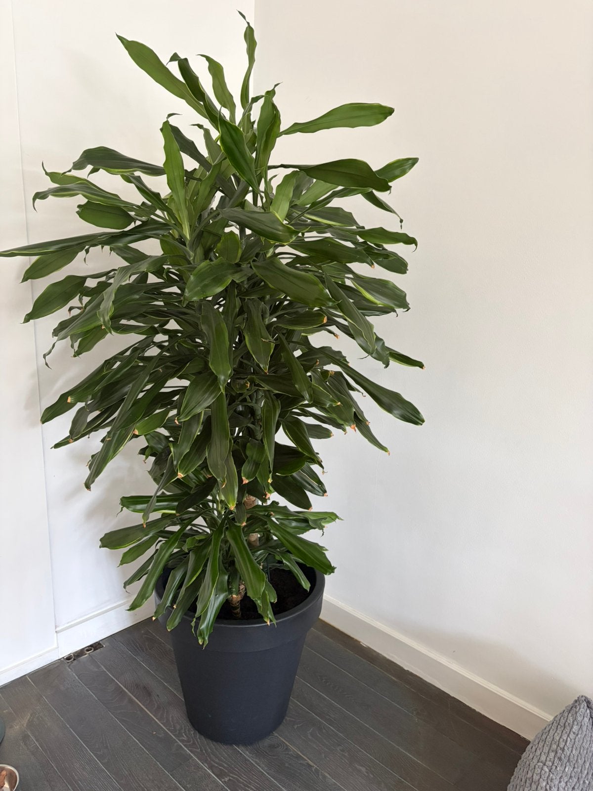 Grote dracena, Ophalen, In pot, Halfschaduw, Minder dan 100 cm