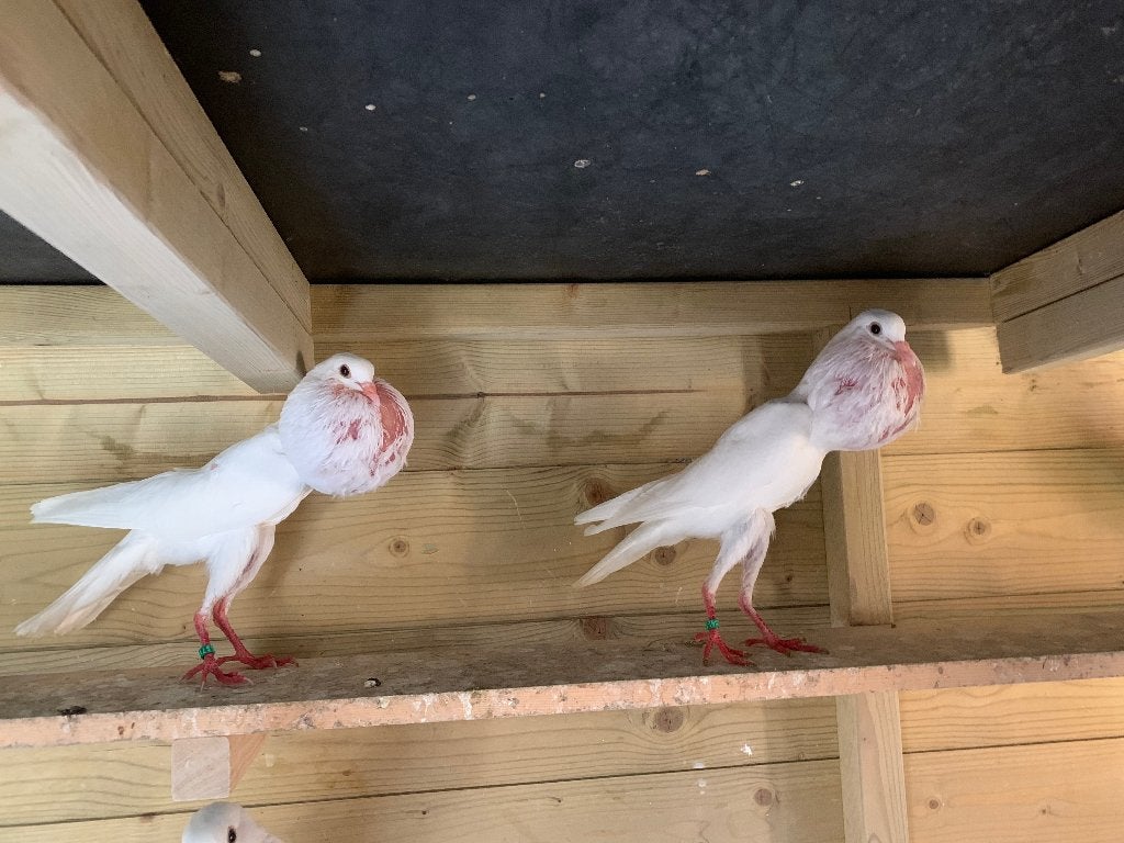 Koppel witte brunners, Meerdere dieren, Kropper