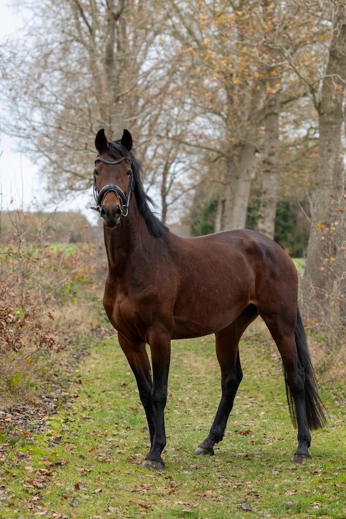 4 jarige merrie, t.e.a.b!, Dieren en Toebehoren, Paarden, Merrie, Dressuurpaard
