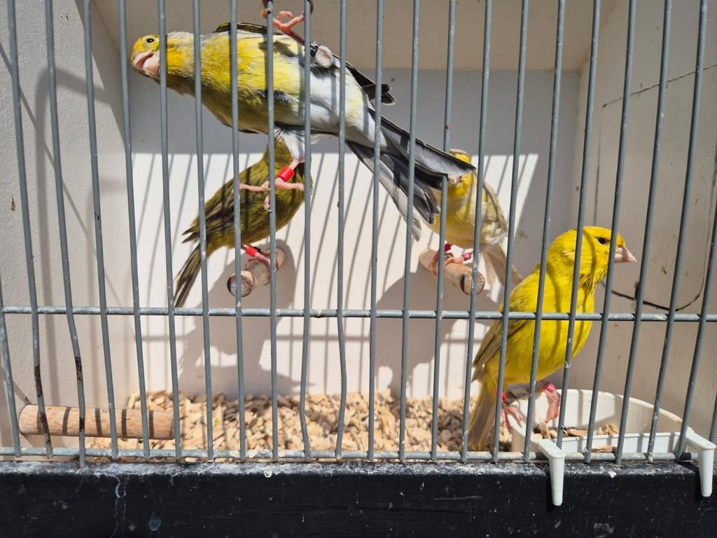 Kanaries / 4 mannen, Dieren en Toebehoren, Vogels | Kanaries, Mannelijk, Kleurkanarie