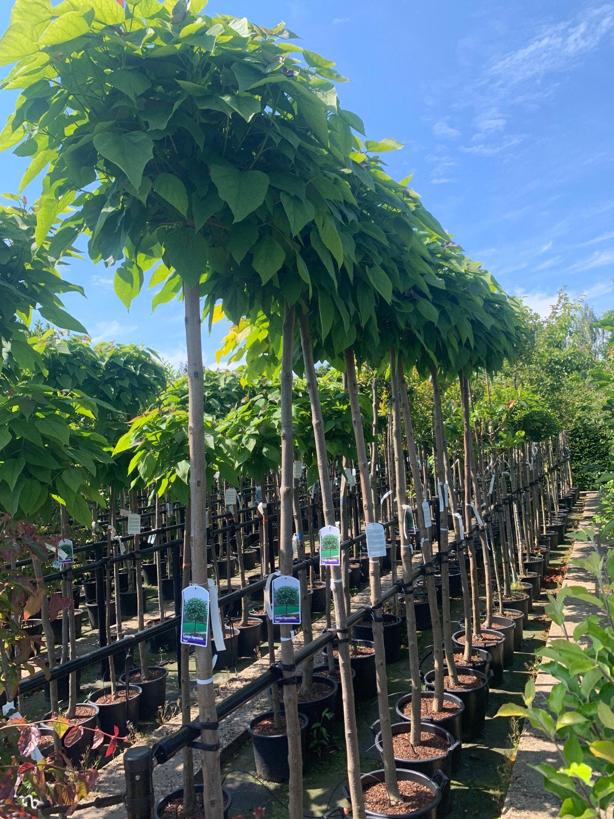 Bol catalpa‘s, bol acasias, bol esdoorns, bol sierkers, Tuin en Terras, 100 tot 250 cm, Zomer, Ophalen, Volle zon