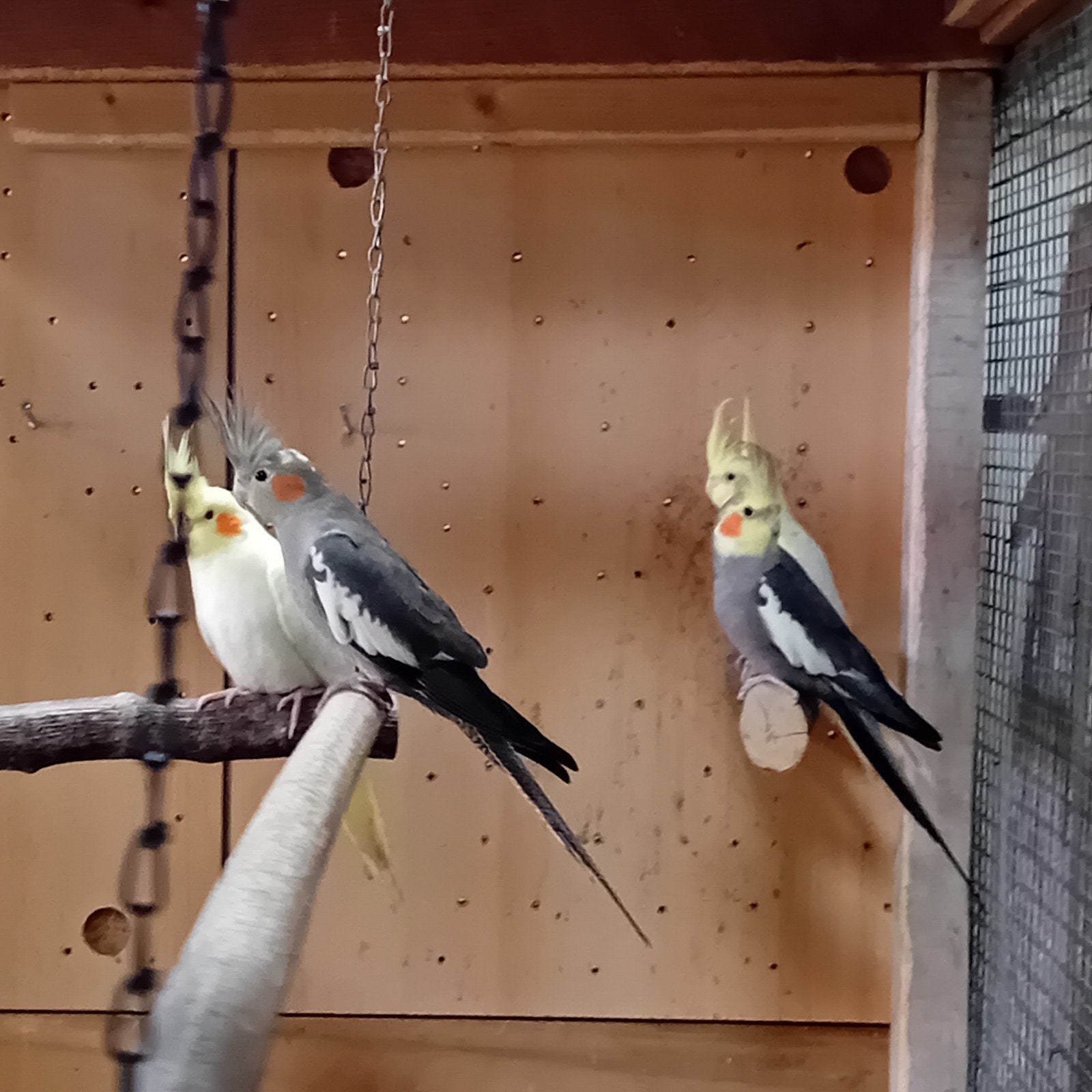 Valkparkieten, Dieren en Toebehoren, Vogels | Parkieten en Papegaaien, Geslacht onbekend, Parkiet, Geringd