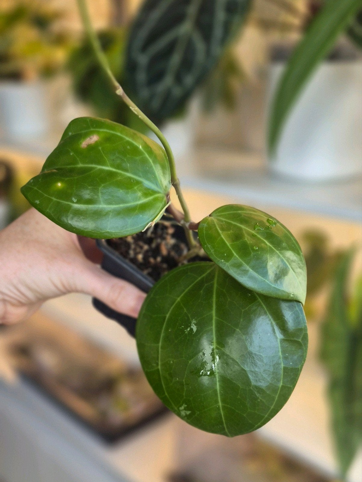 Hoya Sarawak Big Leaves Cream flower, Verzenden, Halfschaduw, Minder dan 100 cm
