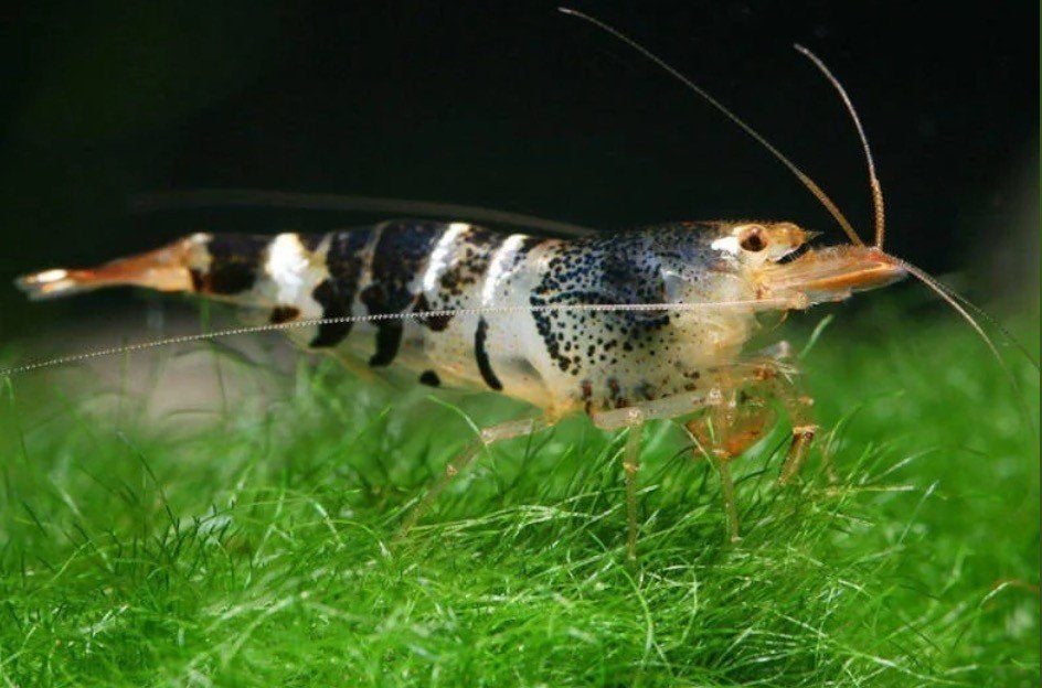 Mambo Bee (tijger) garnaal Caridina zwart-blauw-bruin-blauw, Kreeft, Krab of Garnaal, Zoetwatervis, Schoolvis