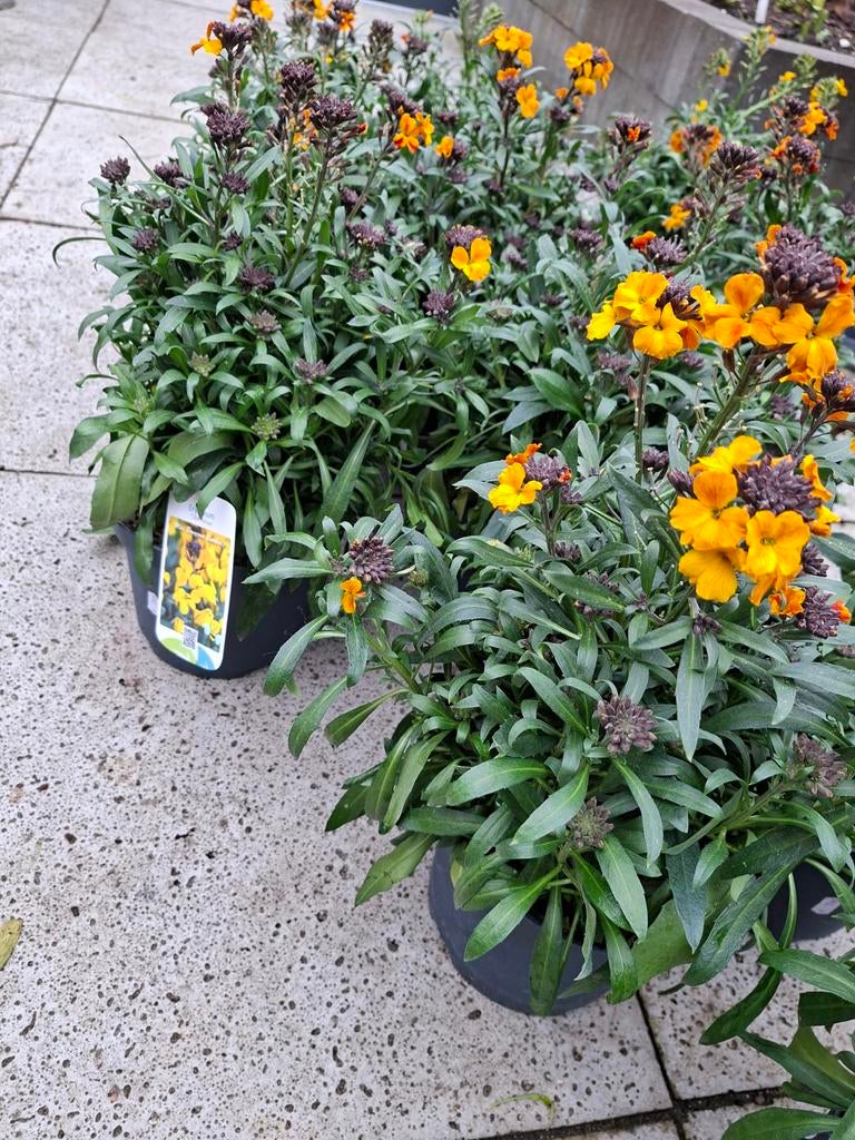 Erysimum 'Tible Yellow' - Muurbloem, Tuin en Terras, Ophalen of Verzenden