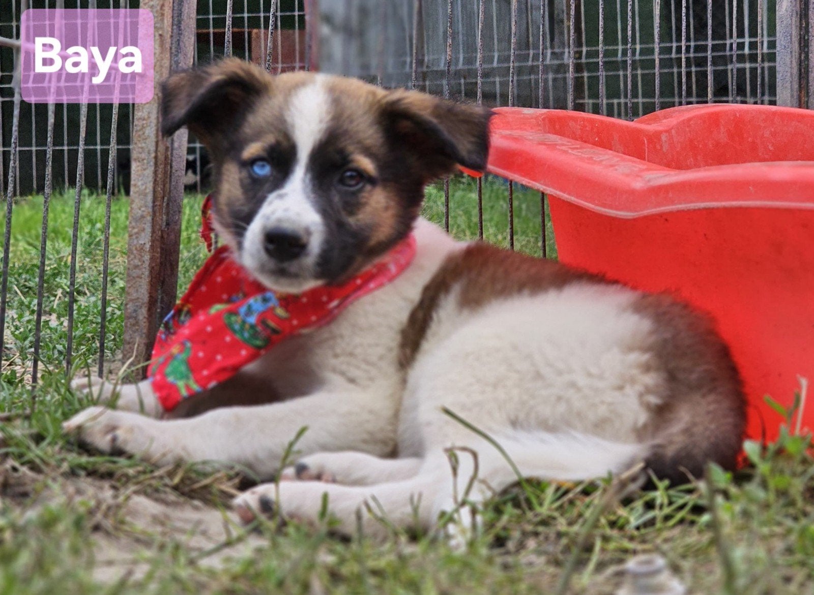 Pup Baya zoekt een baasje, 15 weken tot 1 jaar, Handelaar, Buitenland, Teef