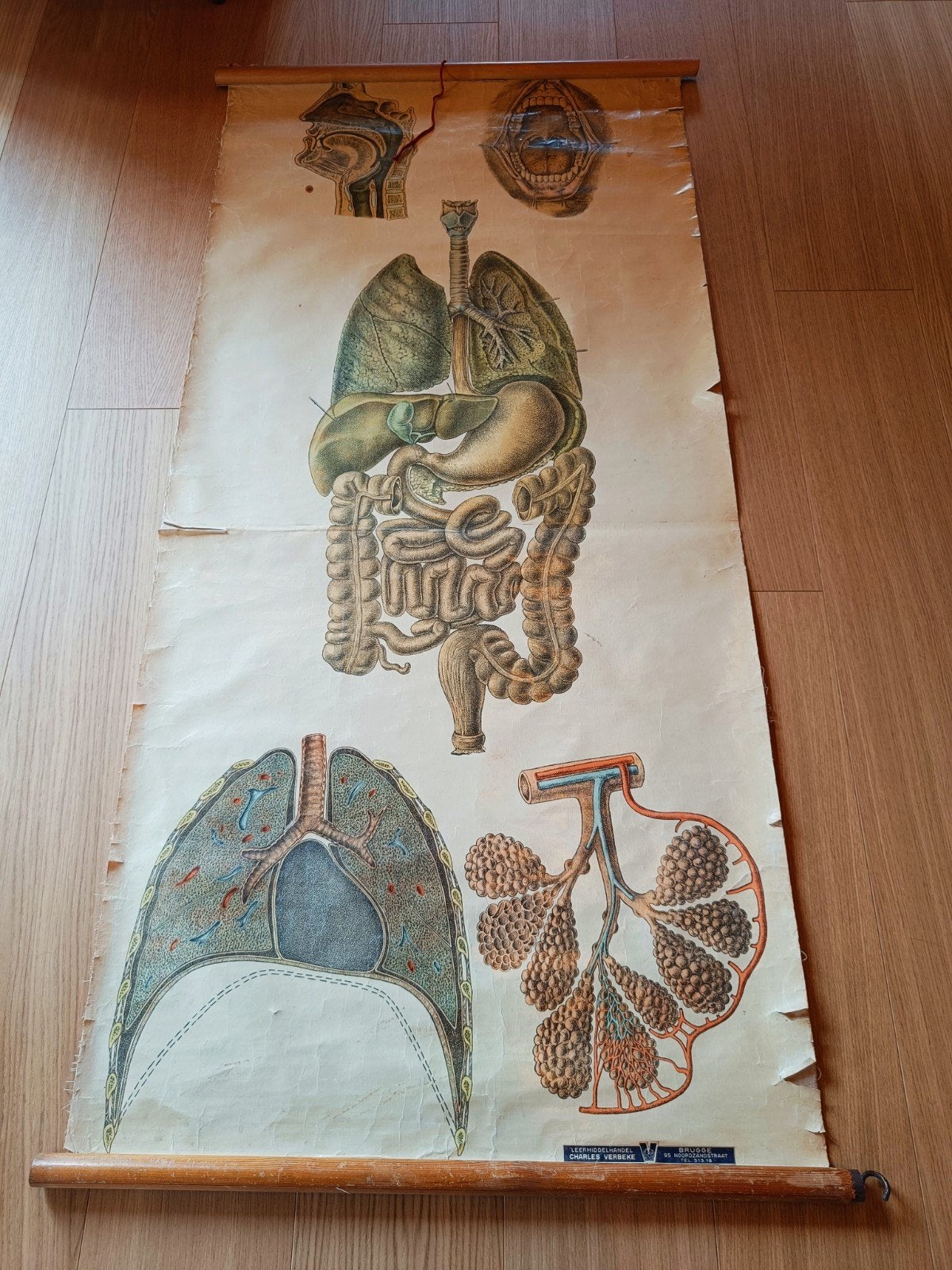 Antieke anatomische poster, Antiek en Kunst, Antiek | Schoolplaten, Ophalen of Verzenden, Natuur en Biologie