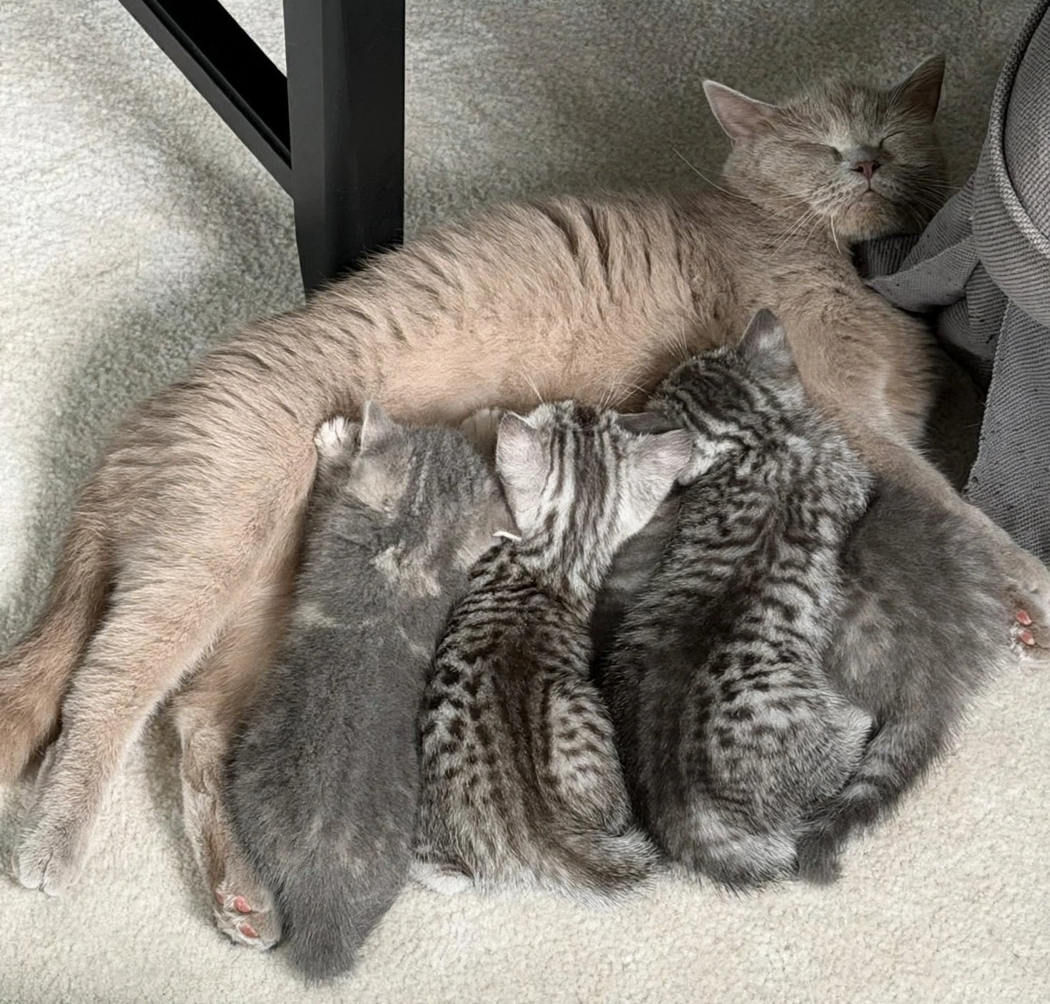 Britse Korthaar kittens (exclusieve kleuren), Meerdere dieren, Kortharig, 0 tot 2 jaar